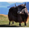 Péptido de colágeno de hueso de yak